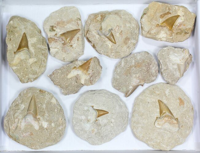 Lot: Large Otodus Shark Teeth In Rock - Pieces #77153